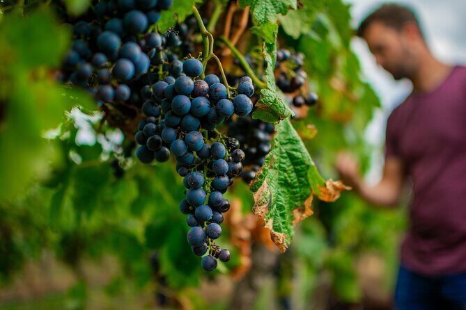 Wine Tasting and a house-made Bellarine Estate Charcuterie platter - FAQs