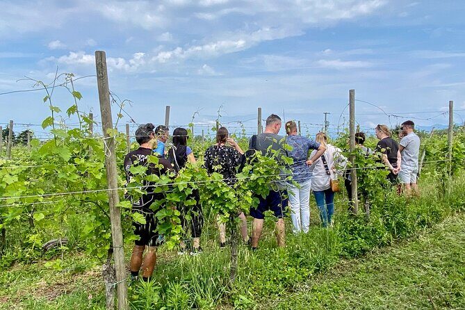 Wine Tasting and Tour of Lugana Wines in Sirmione - Exploring the Wine Tasting and Tour of Lugana Wines in Sirmione