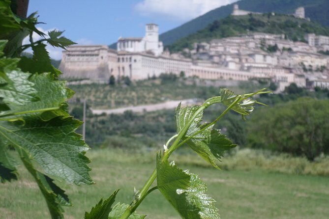 Wine tasting and walk in the Vineyard of Assisi - Wine tasting and walk in the Vineyard of Assisi