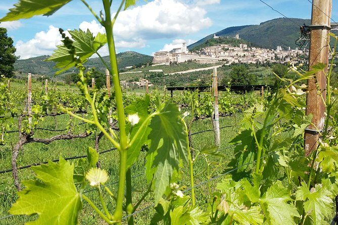 Wine tasting and walk in the Vineyard of Assisi - Key Points