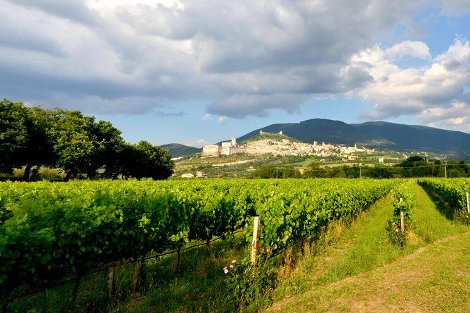 Wine tasting and walk in the Vineyard of Assisi - The Sum Up