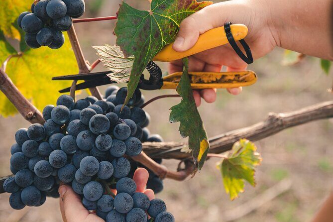 Wine Tasting and Winery Tour in Vesuvio National Park with Lunch - What Sets This Tour Apart?