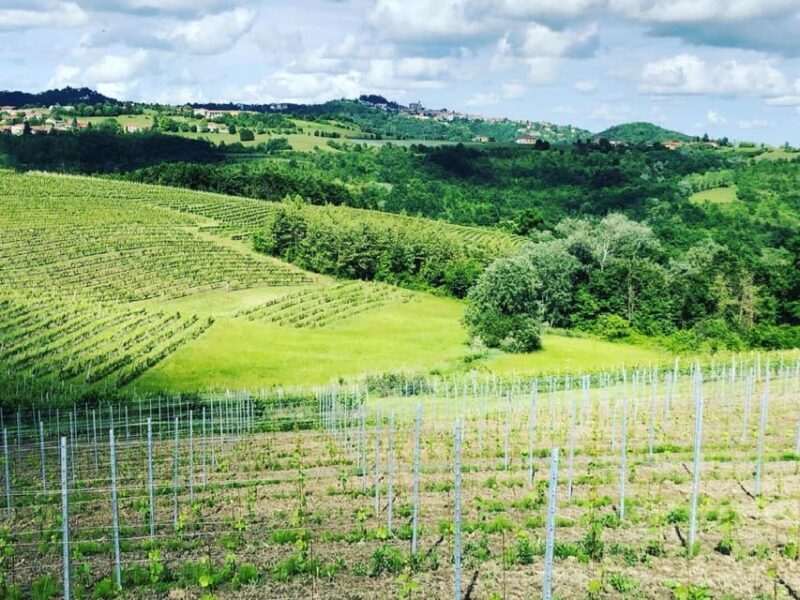Wine Tasting and Winery Visit near Asti and Turin - Exploring the Winery and Vineyard: What to Expect
