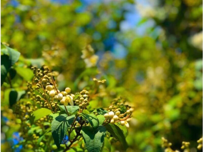 Wine Tasting and Winery Visit near Asti and Turin - Who Would Enjoy This Tour?