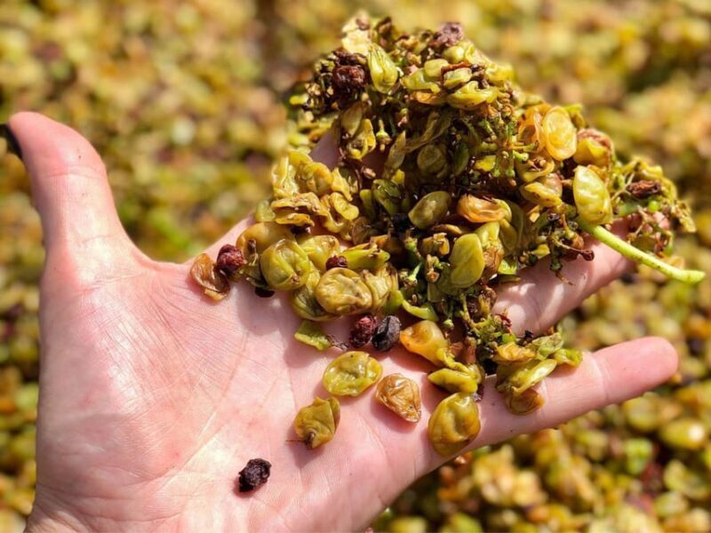 Wine Tasting and Winery Visit near Asti and Turin - FAQs