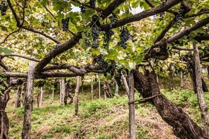 Wine tasting at the Apicella winery - Who Should Consider This Tour?