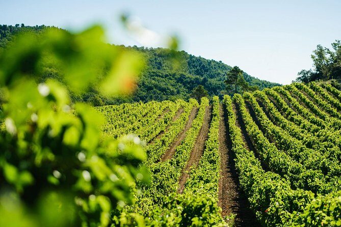 Wine Tasting, Cannes, Coco Chanel, Perfume Factory & Grasse - The Sum Up