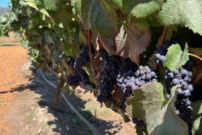 Wine Tasting Day Tour to Vineyard Casas del Bosque in Casablanca - Key Points