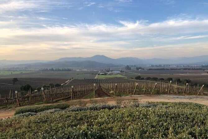 Wine Tasting Day Tour to Vineyard Casas del Bosque in Casablanca - Who Should Consider This Tour?