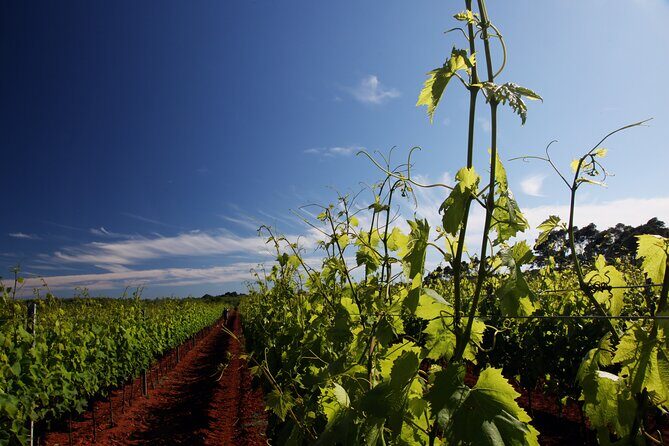 Wine Tasting Experience at the organic winery in ian - Key Points