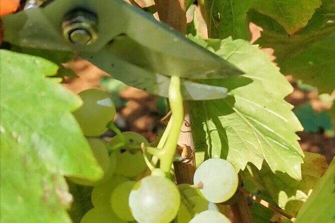 Wine Tasting Experience at the organic winery in ian - A Practical Look at the Wine Tasting Experience in Istria