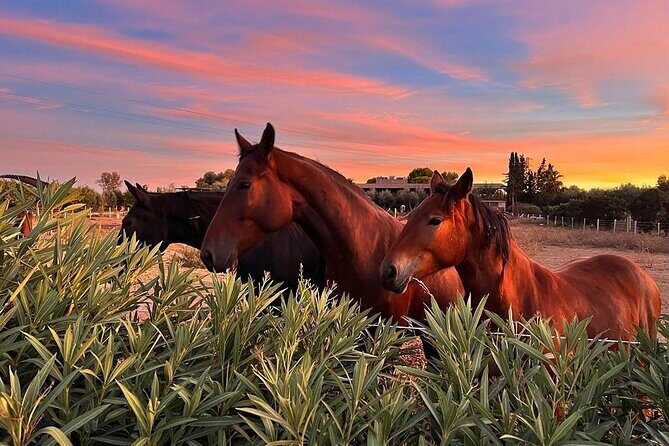 Wine tasting experience in the Apulian countryside - A Closer Look at the Wine Tasting Experience in the Apulian Countryside