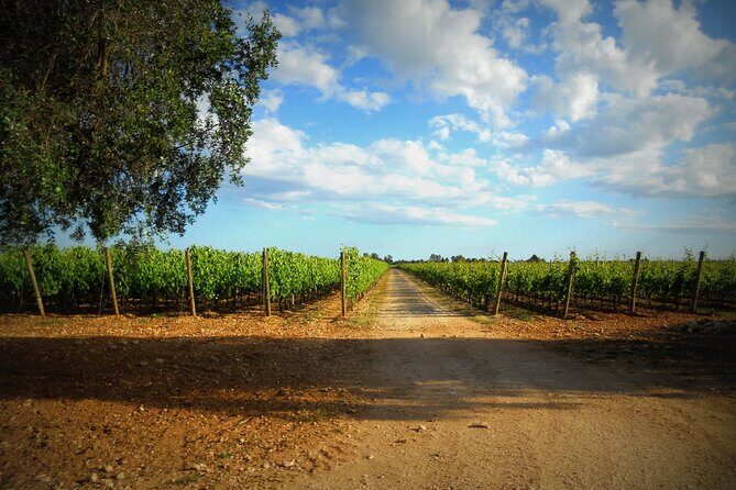 Wine tasting experience in the Apulian countryside - Final Thoughts