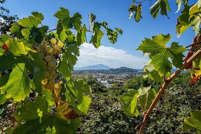 Wine Tasting in Campi Flegrei from Naples - FAQs