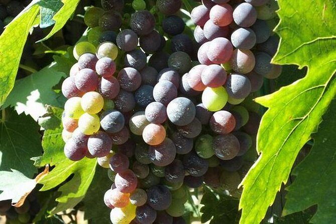 Wine tasting in Chianti, visiting Castellina, in Tuscany from Rome - Who Should Consider This Tour?
