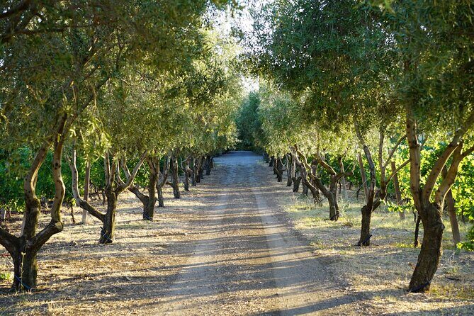 Wine Tasting in Frascati from Rome - A Detailed Look at the Experience