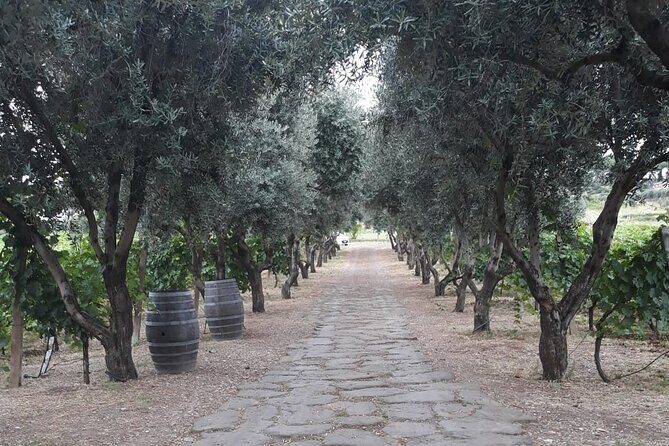 Wine Tasting in Frascati from Rome - The Itinerary in Detail