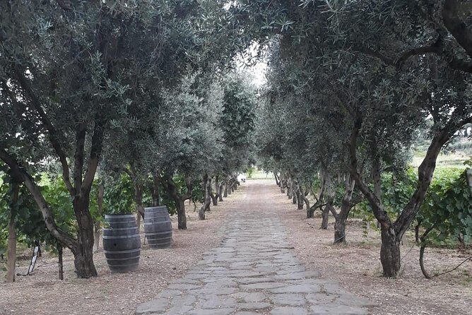 Wine tasting in Roman Countryside: 3-hour tour from Rome - A Detailed Look at the Roman Countryside Wine Tasting Tour