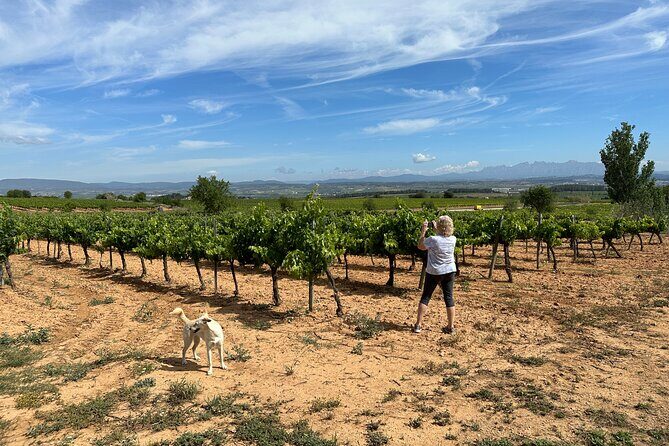 Wine Tasting in Three Boutique Wineries Tour - Max 8 people - Key Points