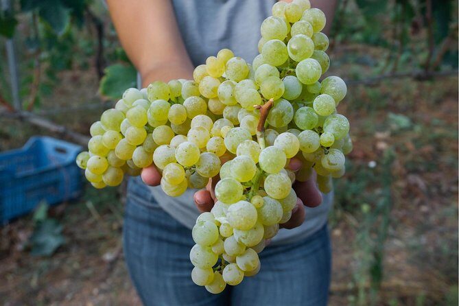 Wine tasting in Vieste - Wine tasting in Vieste: An authentic taste of Italy’s Gargano region