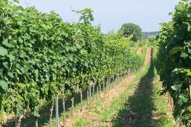 Wine tasting in Vieste - The Sum Up