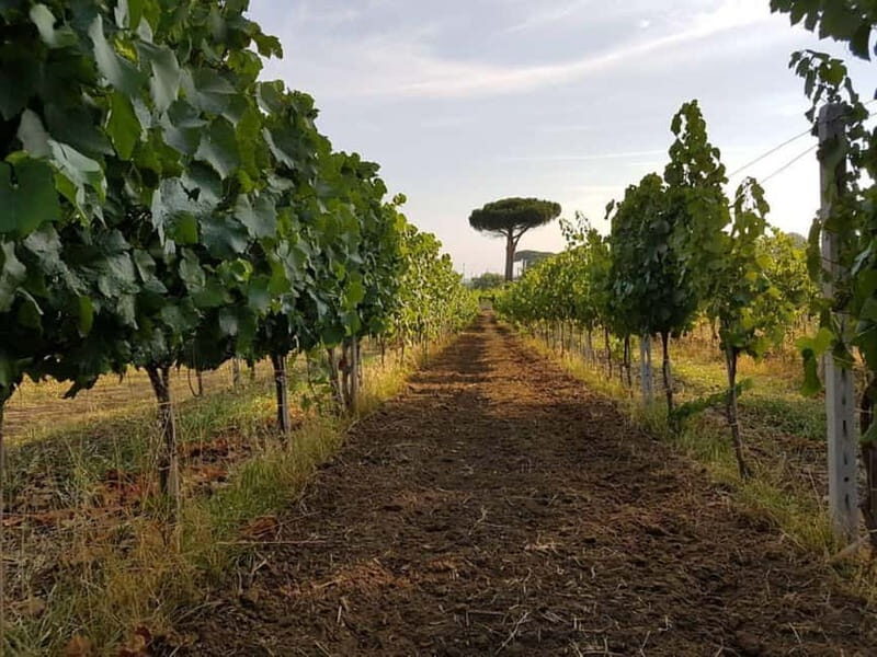 Wine Tasting & Medieval Town Visit at Castelli Romani - Analyzing the Value