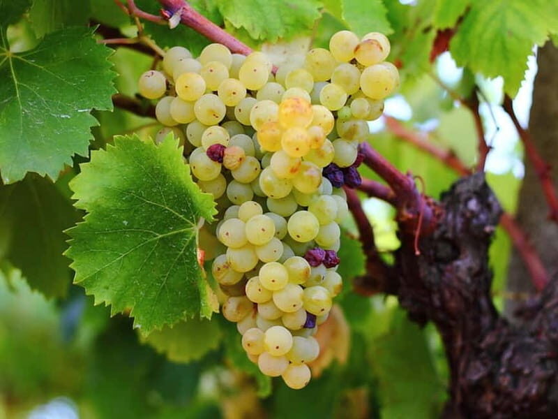 Wine Tasting & Medieval Town Visit at Castelli Romani - Summing Up