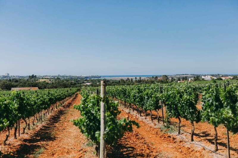 Wine Tasting Off-Road Tour - Experience the Algarve in a New Way: The Wine Tasting Off-Road Tour