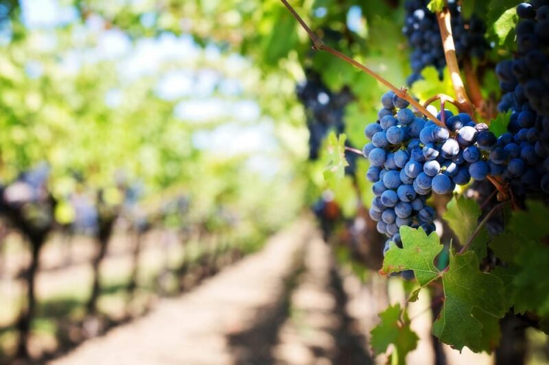 Wine Tasting Off-Road Tour - Price, Value, and Practical Considerations