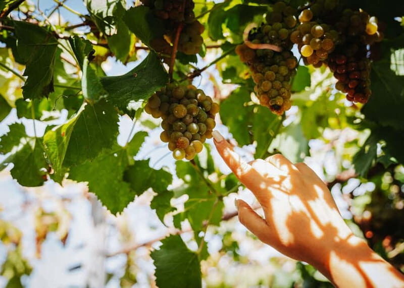 Wine Tasting on Mt. Vesuvius - Frequently Asked Questions (FAQs)