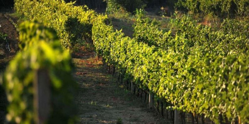 Wine tasting on Peninsula Peljeac wine tour from Dubrovnik - FAQ