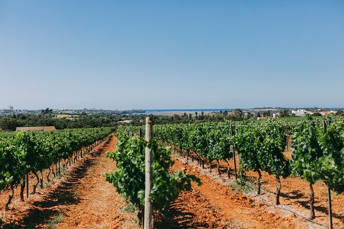 Wine Tasting & Tapas 4x4 Tours - Key Points
