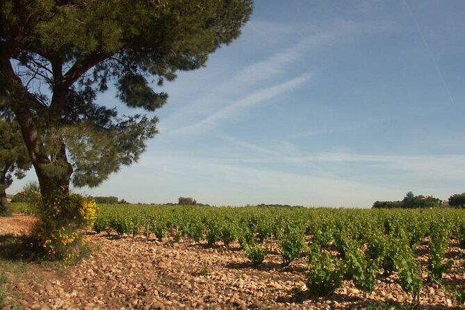 Wine Tasting Tour at Châteauneuf du Pape - Exploring the Details of the Wine Tasting Tour