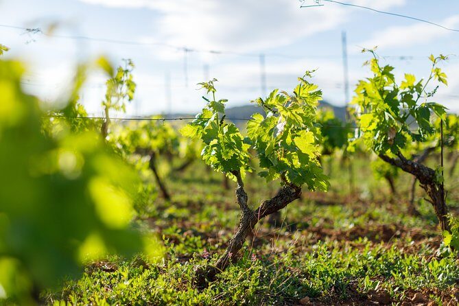 Wine Tasting Tour - An In-Depth Look at the Hvar Wine Tasting Experience