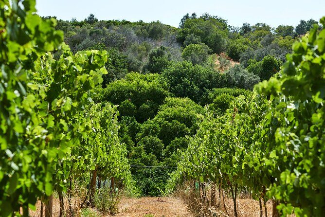 Wine Tasting Tour in Algarve Winery - Discover Portugal’s Hidden Gem: Wine Tasting Tour in Algarve Winery