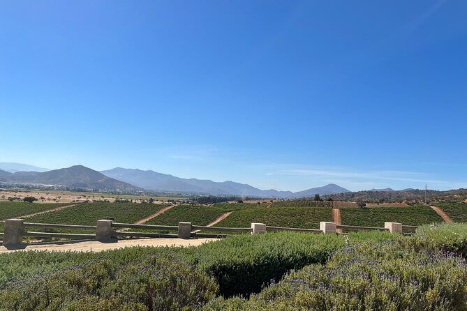 Wine Tasting Tour to Casablanca Valley (Wine Region) - Exploring the Casablanca Valley Wine Region: An Honest Review of a Guided Tour