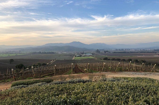 Wine Tasting Tour to Casablanca Valley (Wine Region) - Is This Tour Worth It?