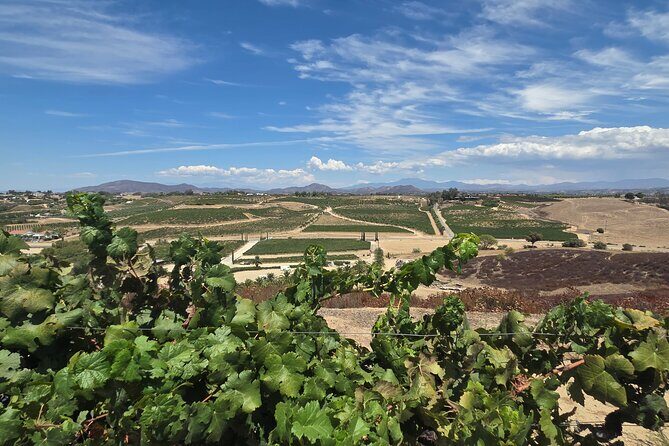 Wine tasting Tour to Temecula from San Diego (Private) - FAQ