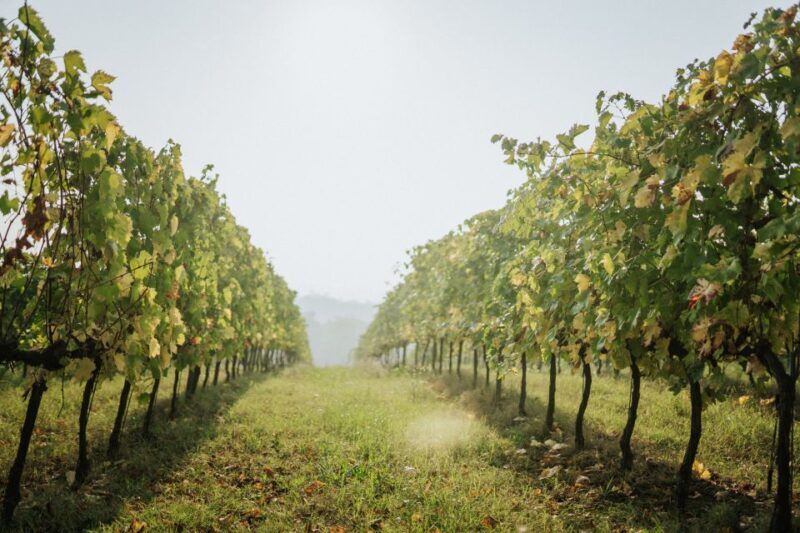 Wine tasting tour with olive oil and salami - The Tasting and Food