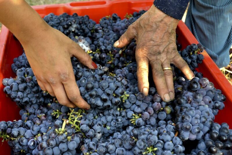 Wine tasting tour with olive oil and salami - Practical Details