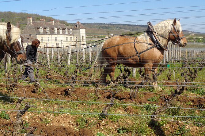 "Wine tasting tours in Burgundy" - Who Will Love This Tour?
