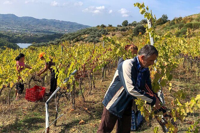 Wine Tasting & Vineyards Escape near Tirana - Key Points
