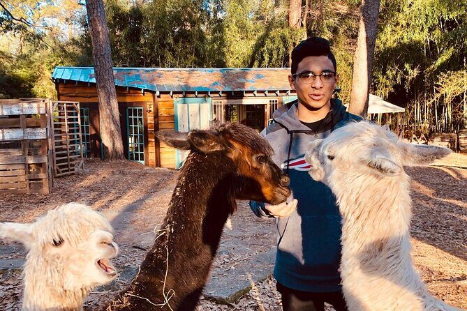 Wine Tasting with Llamas, Alpacas and Guanacos - A Unique Spin on Wine Tasting in Atlanta