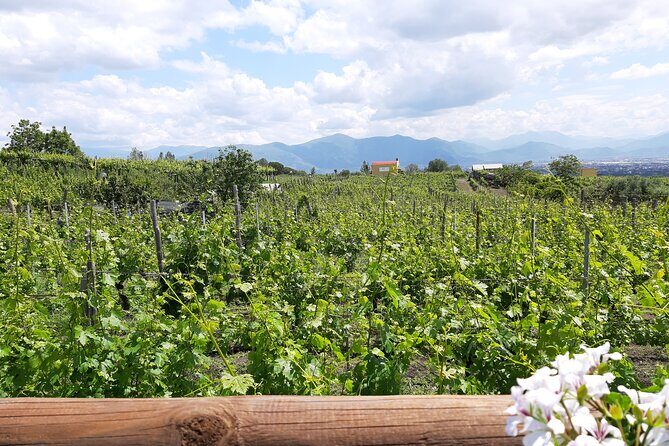 Wine Tour and Lunch with Winetasting and Vineyard Visit - Exploring the Tour: From City to Vineyard and Beyond