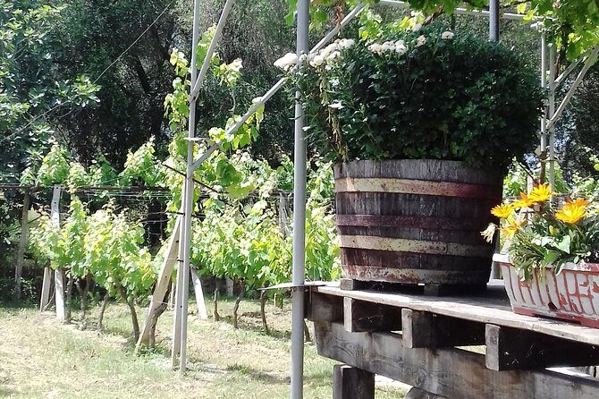 Wine Tour and Olive Tasting- Small Group Tour - A Closer Look at the Tour Experience