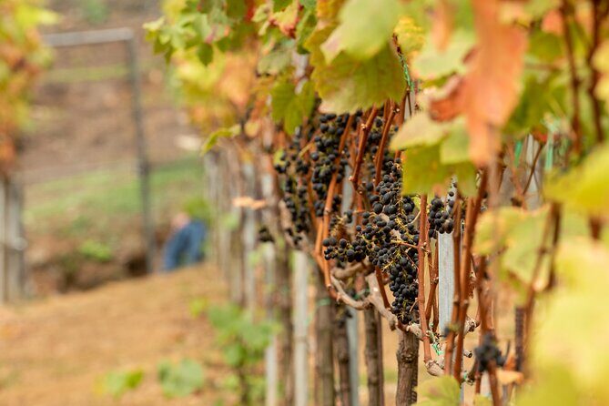 Wine Tour and Tasting - Key Points