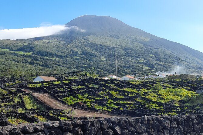 Wine tour and Tasting with a local Winemaker at Pico Island - Key Points