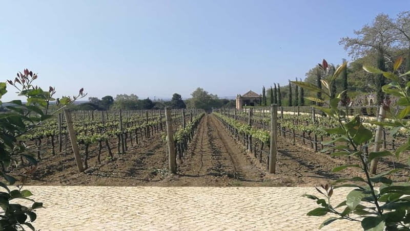 Wine Tour and traditional Portuguese tiles in Half Day Tour - An Authentic Half-Day Journey Through Lisbons Surroundings: Wine and Tiles