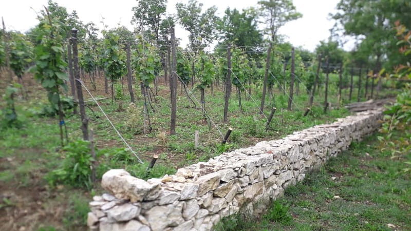 Wine Tour by Winemaker - Exploring the Experience in Detail