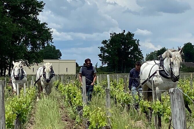 Wine Tour - Château Labrie Saint Emilion Grand Cru - What to Expect During the Tour